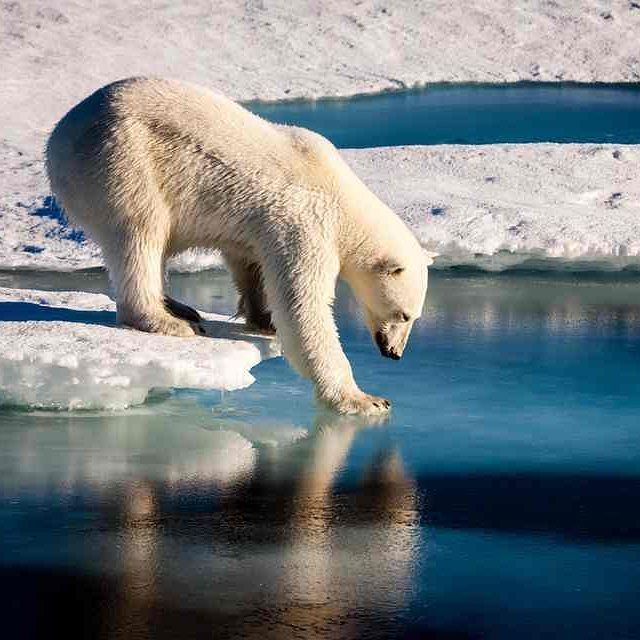 b63e0082d2b91bc94cfeb017f67383d0--bear-habitat-ice-melt